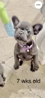 Fat girl, a female French Bulldog for sale in Midland City, AL – 9 of 10