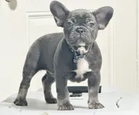 Fat boy , a male French Bulldog for sale in Midland City, AL – 5 of 10
