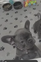 Fat girl , a female French Bulldog for sale in Midland City, AL – 7 of 10