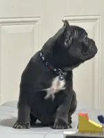 Fat boy , a male French Bulldog for sale in Midland City, AL – 2 of 10