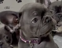 Fat girl , a female French Bulldog for sale in Midland City, AL – 6 of 10