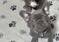 Fat girl , a female French Bulldog for sale in Midland City, AL – 4 of 10