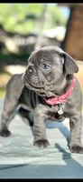 Fat girl, a female French Bulldog for sale in Midland City, AL – 2 of 10