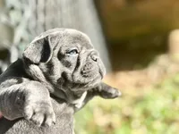 Fat girl, a female French Bulldog for sale in Midland City, AL – 4 of 10