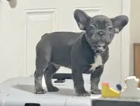 Fat boy , a male French Bulldog for sale in Midland City, AL – 6 of 10