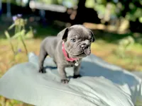 Fat girl, a female French Bulldog for sale in Midland City, AL – 5 of 10