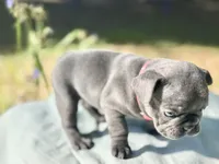 Fat girl, a female French Bulldog for sale in Midland City, AL – 3 of 10
