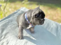 Fat boy , a male French Bulldog for sale in Midland City, AL – 7 of 10