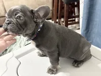 Fat boy , a male French Bulldog for sale in Midland City, AL – 4 of 10