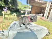 Fat girl , a female French Bulldog for sale in Midland City, AL – 10 of 10