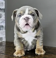 Suede , a female English Bulldog for sale in Delta, OH – Photo 4 of 10