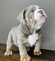 Suede , a female English Bulldog for sale in Delta, OH – Photo 5 of 10