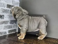 Suede , a female English Bulldog for sale in Delta, OH – Photo 6 of 10