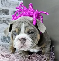 Suede , a female English Bulldog for sale in Delta, OH – Photo 8 of 10