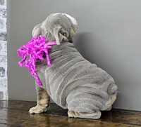 Suede , a female English Bulldog for sale in Delta, OH – Photo 7 of 10