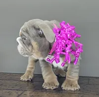 Suede , a female English Bulldog for sale in Delta, OH – Photo 2 of 10