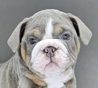 Suede , a female English Bulldog for sale in Delta, OH – Photo 1 of 10