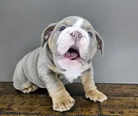 Suede , a female English Bulldog for sale in Delta, OH – Photo 9 of 10