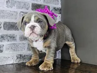 Suede , a female English Bulldog for sale in Delta, OH – Photo 3 of 10