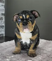 Aurora , a female English Bulldog for sale in Delta, OH – Photo 4 of 10