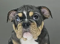 Aurora , a female English Bulldog for sale in Delta, OH – Photo 2 of 10