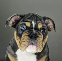 Aurora , a female English Bulldog for sale in Delta, OH – Photo 3 of 10