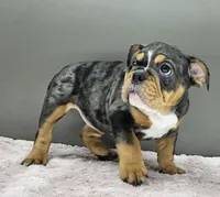 Aurora , a female English Bulldog for sale in Delta, OH – Photo 6 of 10