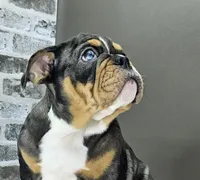 Aurora , a female English Bulldog for sale in Delta, OH – Photo 10 of 10