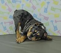 Aurora , a female English Bulldog for sale in Delta, OH – Photo 2 of 6