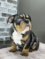 Aurora , a female English Bulldog for sale in Delta, OH – Photo 8 of 10