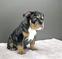 Aurora , a female English Bulldog for sale in Delta, OH – Photo 5 of 10