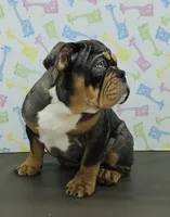 Aurora , a female English Bulldog for sale in Delta, OH – Photo 6 of 6