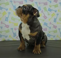 Aurora , a female English Bulldog for sale in Delta, OH – Photo 5 of 6