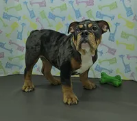 Aurora , a female English Bulldog for sale in Delta, OH – Photo 3 of 6