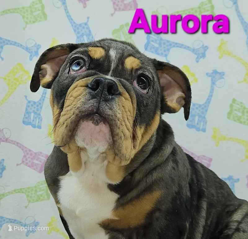 Aurora  – English Bulldog puppy for sale in Delta, OH