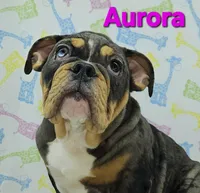 Aurora , a female English Bulldog for sale in Delta, OH – Photo 1 of 6