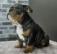 Aurora , a female English Bulldog for sale in Delta, OH – Photo 7 of 10