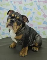 Aurora , a female English Bulldog for sale in Delta, OH – Photo 4 of 6