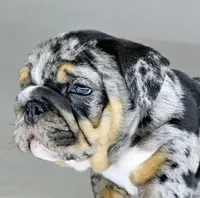 Mini Blue Eye, a female English Bulldog for sale in Delta, OH – Photo 3 of 10