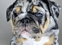 Mini Blue Eye, a female English Bulldog for sale in Delta, OH – Photo 1 of 10