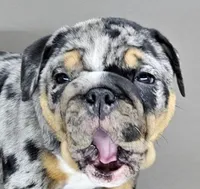 Mini Blue Eye, a female English Bulldog for sale in Delta, OH – Photo 2 of 10