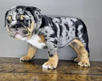 Mini Blue Eye, a female English Bulldog for sale in Delta, OH – Photo 10 of 10