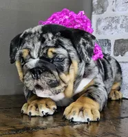 Mini Blue Eye, a female English Bulldog for sale in Delta, OH – Photo 4 of 10