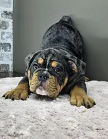 Laylah , a female English Bulldog for sale in Delta, OH – Photo 3 of 10