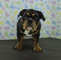 Laylah , a female English Bulldog for sale in Delta, OH – Photo 4 of 10