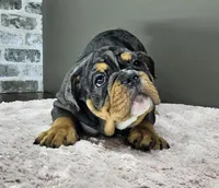 Laylah , a female English Bulldog for sale in Delta, OH – Photo 4 of 10