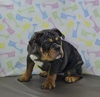 Laylah , a female English Bulldog for sale in Delta, OH – Photo 2 of 10