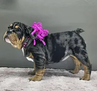 Laylah , a female English Bulldog for sale in Delta, OH – Photo 8 of 10