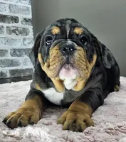 Laylah , a female English Bulldog for sale in Delta, OH – Photo 5 of 10