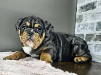 Laylah , a female English Bulldog for sale in Delta, OH – Photo 6 of 10